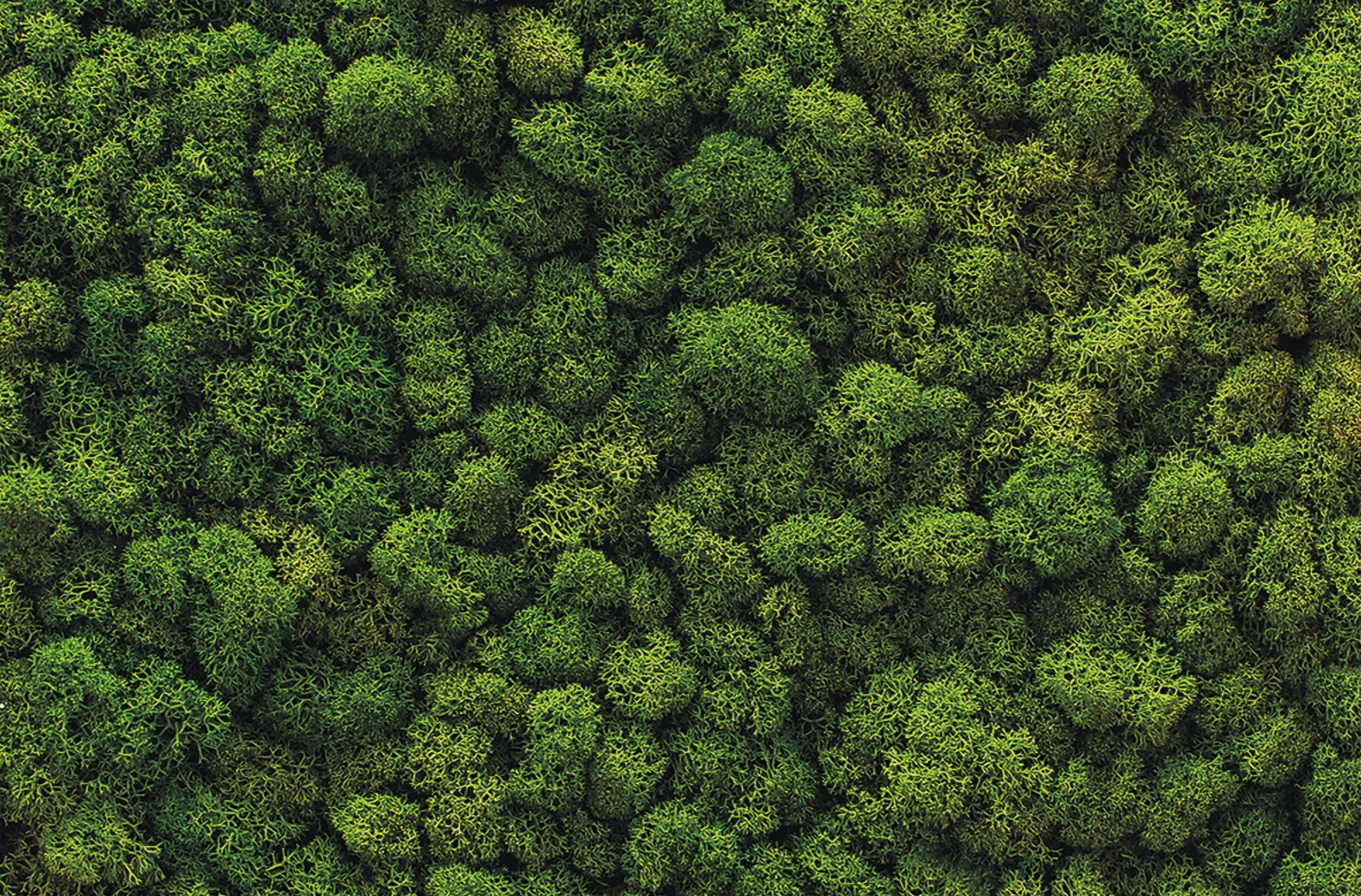 verde verticale 1