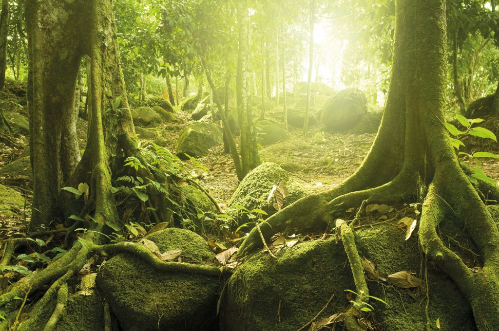 Adriani e Rossi